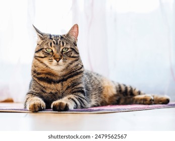 Tabby cat in sphynx pose on a flor by a window. Selective focus. Soft and dreamy look. Calm and relaxed pet happy with his life. Model shows self confidence and pride. - Powered by Shutterstock