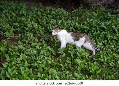 Tabby cat standing in Ruellia tuberosa field.