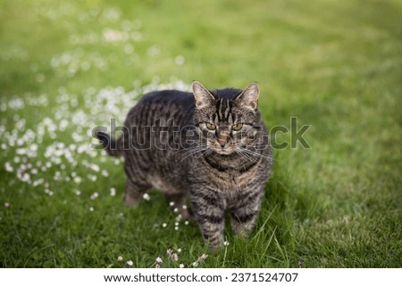 Tabby cat stands in a meadow and looks straight ahead. Portrait of a European shorthair cat watching the action outdoors
