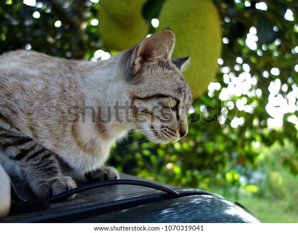 Tabby cat\
stare on the car with green tree\
background