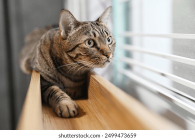 Tabby Cat staring at prey - Powered by Shutterstock