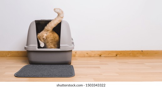 Tabby cat step inside a litter box and poops or pee, banner size, copyspace for your individual text.