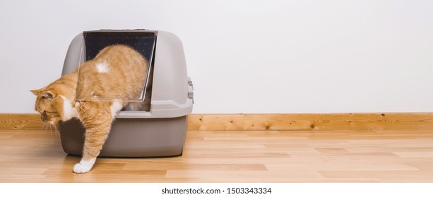 Tabby cat step outside a litter box after poops or pee, banner size, copyspace for your individual text.