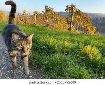 A tabby cat strolls along a vineyard path in golden autumn sunlight. Vibrant green grass and colorful vines create a serene countryside scene with hills and blue sky. - Powered by Shutterstock