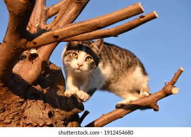 Tabby Cat Stuck Up A Tree And Looking Down