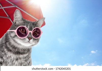Tabby cat with sunglasses under red beach umbrella on sunny day