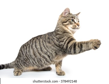 Tabby Cat Swinging Its Paw Isolated On White Background