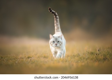 A tabby cat that looks like a tiger walks through the autumn forest - Powered by Shutterstock