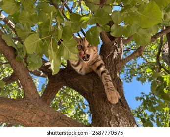 A tabby cat is in a tree
