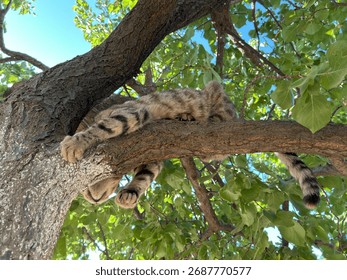 A tabby cat is in a tree