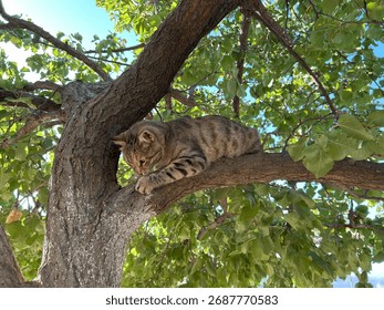 A tabby cat is in a tree