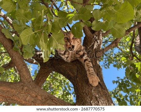 A tabby cat is in a tree