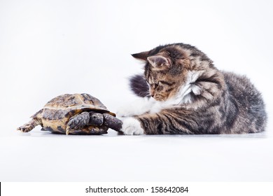 88 Turtle small rabbit isolated on white Stock Photos, Images ...