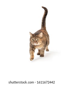 Tabby Cat Walking Forward With Front Leg Reaching Out