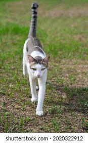 Tabby Cat Walking Forward In Park.