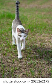 Tabby Cat Walking Forward In Park.