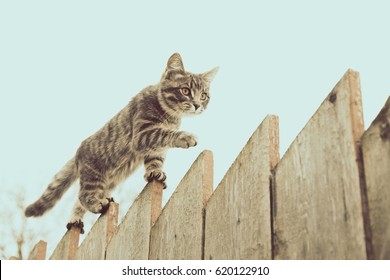 Tabby cat walking on the fence in the village.