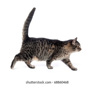 Walking Cat Images, Stock Photos 