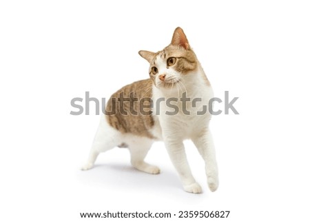 Tabby cat walking on white background. isolated.