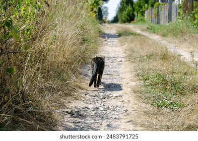 A tabby cat walks down a gravel road in the countryside, surroun - Powered by Shutterstock