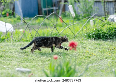 A tabby cat walks on green grass in a backyard, with a red flowe - Powered by Shutterstock