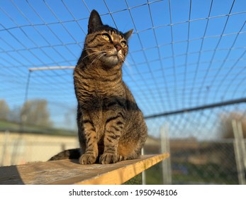 Tabby Cat Watching The Sunrise 