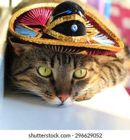 Tabby Cat Wearing Mexican Sombrero Hat