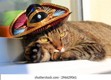 Tabby Cat Wearing Mexican Sombrero Hat