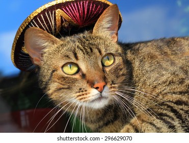 Tabby Cat Wearing Mexican Sombrero Hat