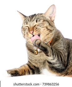 tabby cat in white background