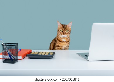 Tabby Cat At White Table With Laptop, Calculator, Notepad, Fun Work From Home Concept