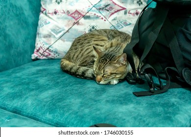 
Tabby cat, who did not leave the house and was bored during quarantine days - Shutterstock ID 1746030155