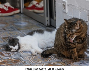 Tabby cat yawning beside a relaxed grey and white cat lying on a beautifully patterned tiled floor, showcasing the charm and personality of feline companionship. - Powered by Shutterstock