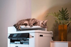 Tabby Cats Lying On A Multifunction Laser Printer In Home-office Documents Or Paperwork. Secretary Work. Print Technology. Photocopy.