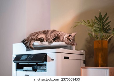 Tabby Cats lying on a multifunction laser printer in home-office documents or paperwork. Secretary work. Print technology. Photocopy.