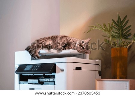 Tabby Cats lying on a multifunction laser printer in home-office documents or paperwork. Secretary work. Print technology. Photocopy.