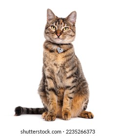 Tabby crossbreed cat wearing a collar, isolated on white