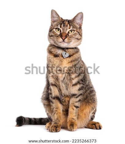 Tabby crossbreed cat wearing a collar, isolated on white