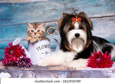 tabby cute kitten  and puppy Biewer Yorkshire Terrier