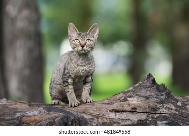 Tabby Devon Rex Kitten Sitting On A Tree