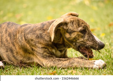 Tabby dog lying on grass biting a stick - Powered by Shutterstock