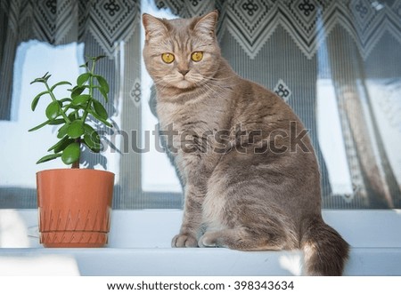 Tabby domestic cat sitting on a window sill near houseplant
