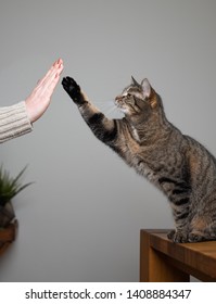 Tabby Domestic Shorthair Cat Standing On Dining Table Raising Paw Giving A High Five To Human Owner Indoors