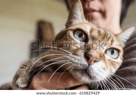 tabby fat cat held by a woman at home