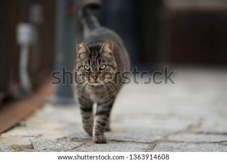tabby feral cat with notched ear walking along the cobblestone street