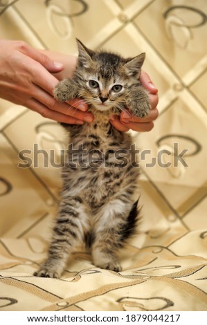 tabby fluffy sad kitten in hands close up