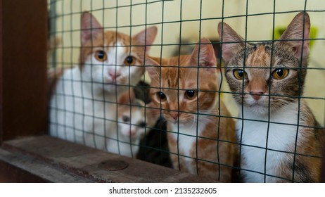 2,203 Cat Behind Bars Images, Stock Photos & Vectors | Shutterstock