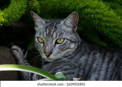 brindle gray cat