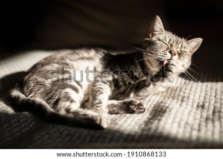 Similar – Image, Stock Photo Siberian Forest Cat Kittens