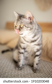 猫耳 の画像 写真素材 ベクター画像 Shutterstock